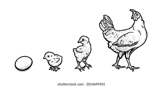 Desarrollo de pollo de huevo a gallina. Crecimiento de un pájaro en cuatro etapas. Ilustración vectorial dibujada por mano