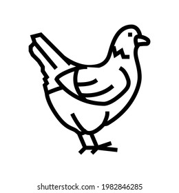 chicken domestic bird line icon vector. chicken domestic bird sign. isolated contour symbol black illustration