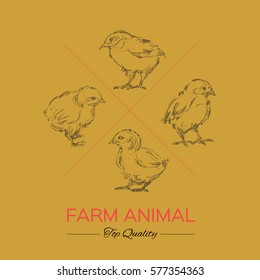chicken drawing sketch