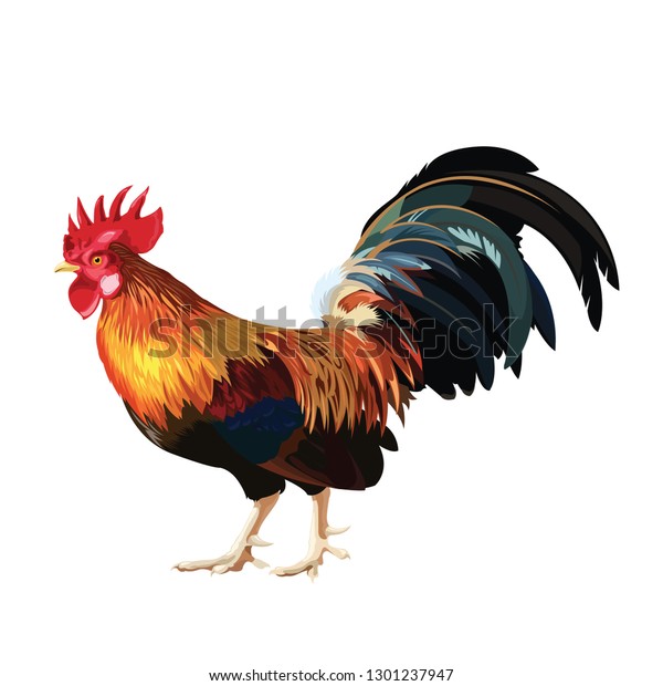 Chicken Drawing Vector Stock Vector (royalty Free) 1301237947