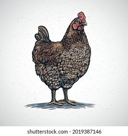Chicken drawn in a graphic (engraved) style.