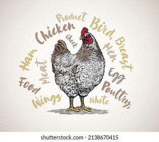 Chicken drawn in a graphic style, surrounded by thematic inscriptions as design elements. Vector illustration.	
