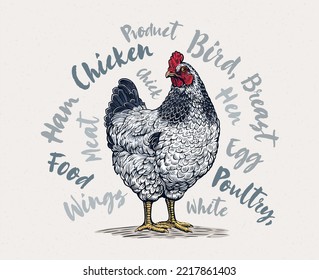 Chicken drawn in a graphic style, surrounded by thematic inscriptions as design elements. Vector illustration.