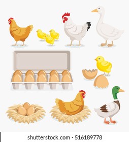 Chicken duck chick egg packaging and chicken eggs on the nests. Vector illustration flat design.