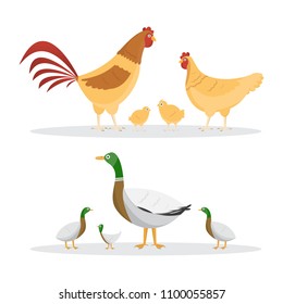 Chicken and ducks. set of animals inside farm isolated on white background. Vector illustrations 