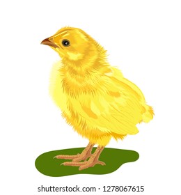 Chicken. Easter cute chicken on white isolated background. Vector illustration. 