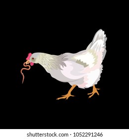 Chicken eating a worm. Vector illustration isolated on black background