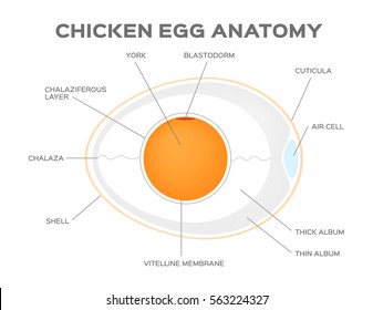 chicken egg anatomy vector