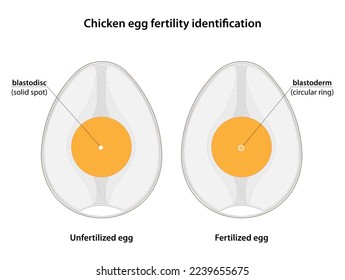 Chicken egg fertility identification. fertilized eggs contain blastoderm, while unfertilized eggs contain blastodisc. 