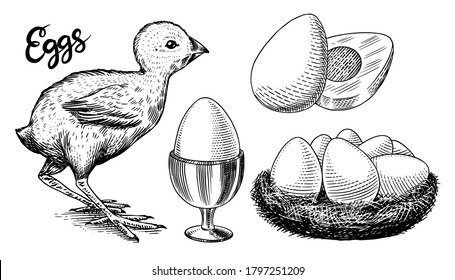 Chicken and egg holder, nest and yolk. Engraved hand drawn vintage sketch. Woodcut style. Vector illustration for menu or poster.