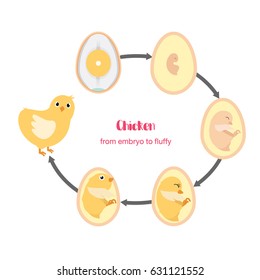 chicken egg life cycle and anatomy illustration vector