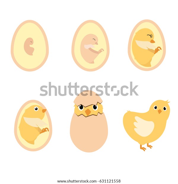 Chicken Egg Life Cycle Anatomy Illustration Stock Vector (Royalty Free