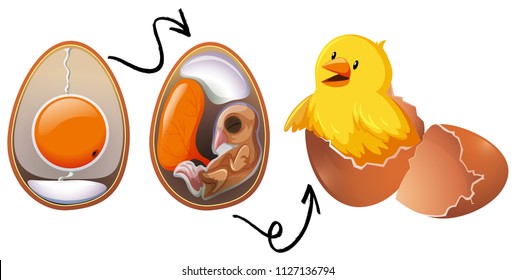 Chicken Egg Life Cycle illustration