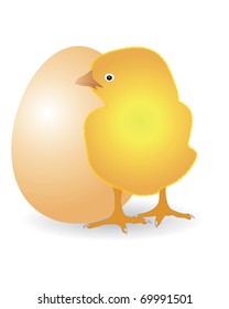 chicken with egg on a white background