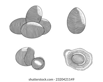 Chicken egg, scrambled, and crack, vintage engraving style drawing vector illustration