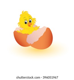 chicken in the egg shell isolated on white background