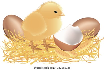 chicken, eggs