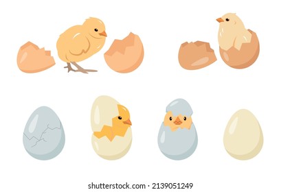 Chicken eggs and chicks baby birds collection. Chickens farm or Easter icons. Vector illustration isolated on white background.