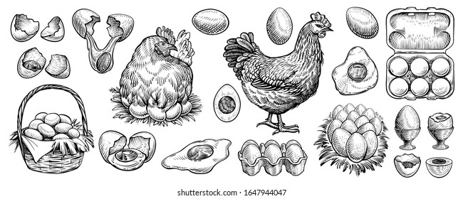 Chicken eggs hand drawn vector. Collection of farm design elements. Illustrations of siting hen on the nest, full basket, broken, boiled, fresh and other eggs for packaging or bird butchery shop logo.