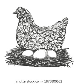 chicken with eggs hand drawn vector illustration realistic sketch