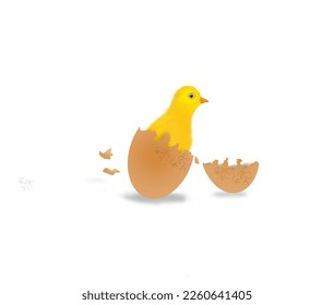 Chicken eggs hatch, new chicks come out of the egg shell
