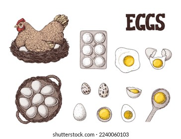 Chicken eggs. Hen sitting in the nest. Hand drawn illustration. Farm eggs design template. Vector illustration. Healthy food. Package design elements.