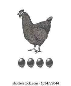 Chicken and eggs, Vector graphic illustration in vintage style. Element of the logo, packaging design.