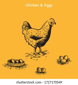 Chicken and Eggs vector illustration