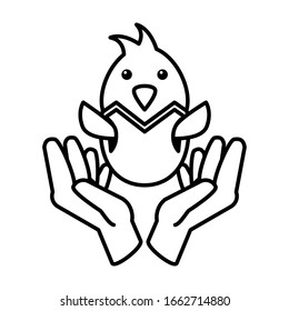 chicken with eggshell on white background vector illustration design