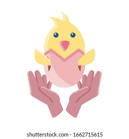 chicken with eggshell on white background vector illustration design