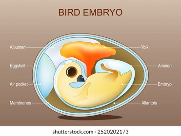 Anatomía del embrión de pollo. Estructura del huevo de ave. Vector. Esquema. Afiche detallado. Ilustración plana isométrica