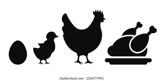 Chicken evolution from egg to grill, vector humor illustration on white background