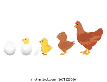 Chicken Evolution. Vector Illustration of Chicken Evolution. Egg, chicken, hen