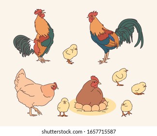 Chicken family character. Realistic drawing. hand drawn style vector design illustrations. 