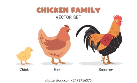 Chicken family with chick, hen, and rooster vector illustration set. Baby, female, and male chickens cartoon clipart in flat style. Farm animals concept