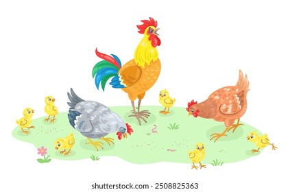 Família de frangos. Cockerel, galinhas e pintinhos amarelos engraçados em um prado de verão. Em estilo cartoon. Isolado no fundo branco. Ilustração plana vetorial.