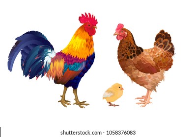 Chicken family with the great colorful cock, chicken and small yellow chick. 