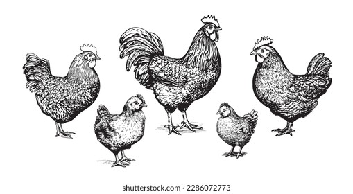 Chicken family hand drawn sketch in doodle style illustration