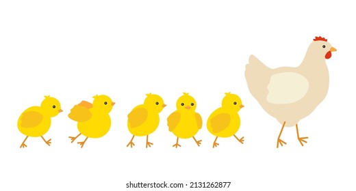 Chicken family, hen mother leading row her yellow baby chicks. Chicken with brood, symbol easter. Family of domestic fowl, poultry birds. Vector illustration