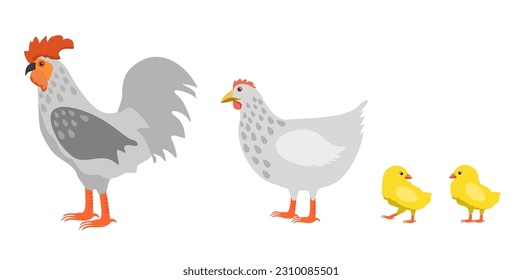 Chicken family isolated on white background vector illustration. Rooster cock with hen and chicks. Farm bird icons in flat or cartoon style vector illustration.