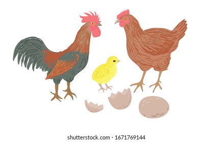 Chicken family isolated set. Drawn cartoon rooster, hen, newborn chick, egg and eggshell. Poultry vector illustration.