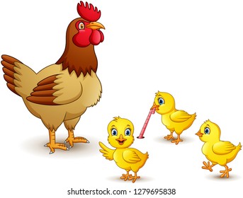 Chicken family on white background