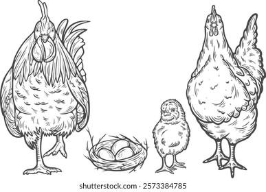 Chicken family rooster hen chicken baby chick standing nest eggs front view farm feathered birds engraving hand drawn illustration black white isolated vintage line art poster label web graphic style