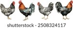 Chicken family set watercolor graphics. White hen, brown hen, red hen and rooster clipart. Illustration for packing organic chicken eggs or farm local chicken meat.