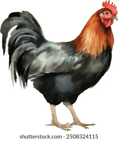 Família de frango definir gráficos de aquarela. Galinha branca, galinha marrom, galinha vermelha e clipart de galo. Ilustração para embalar ovos de galinha orgânicos ou carne de galinha de fazenda local.