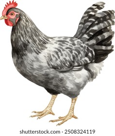 Gráficos de acuarela de conjunto de familia de pollo. Gallina blanca, gallina marrón, gallina roja y Clipart de gallo. Ilustración para empacar huevos de pollo orgánicos o carne de pollo local de granja.