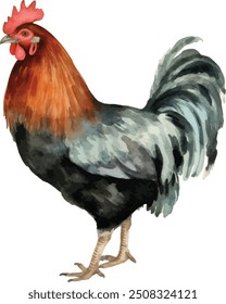 Família de frango definir gráficos de aquarela. Galinha branca, galinha marrom, galinha vermelha e clipart de galo. Ilustração para embalar ovos de galinha orgânicos ou carne de galinha de fazenda local.