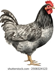 Família de frango definir gráficos de aquarela. Galinha branca, galinha marrom, galinha vermelha e clipart de galo. Ilustração para embalar ovos de galinha orgânicos ou carne de galinha de fazenda local.