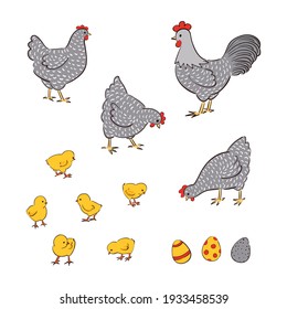 Chicken family vector illustration. Chick characters isolated on white - rooster, hens, eggs.