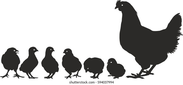 Chicken family with young